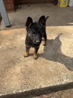 Black male, a male German Shepherd Dog for sale in Wilkesboro, NC – Photo 5 of 5