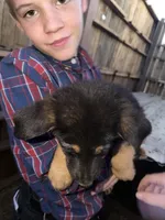 Black male, a male German Shepherd Dog for sale in Wilkesboro, NC – Photo 4 of 5