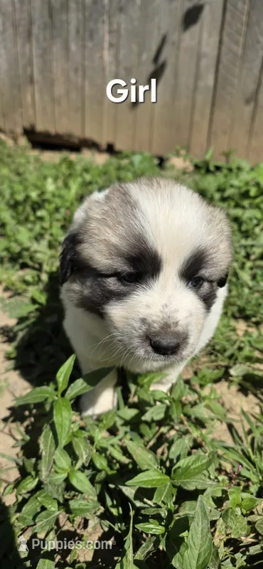 Girl  – Anatolian Shepherd Dog, Great Pyrenees puppy for sale in Wilkesboro, NC