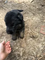 Grey male , a male German Shepherd Dog for sale in Wilkesboro, NC – 5 of 9