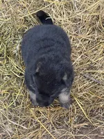 Pink female , a female German Shepherd Dog for sale in Wilkesboro, NC – 3 of 5