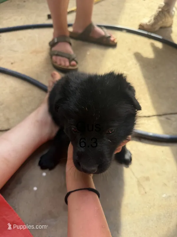 Gus  – German Shepherd Dog puppy for sale in Wilkesboro, NC