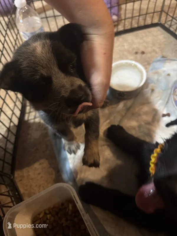 Female blue heeler  – Australian Cattle Dog puppy for sale in Wilkesboro, NC