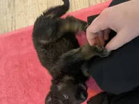 Purple color, a female German Shepherd Dog for sale in Wilkesboro, NC – 2 of 3