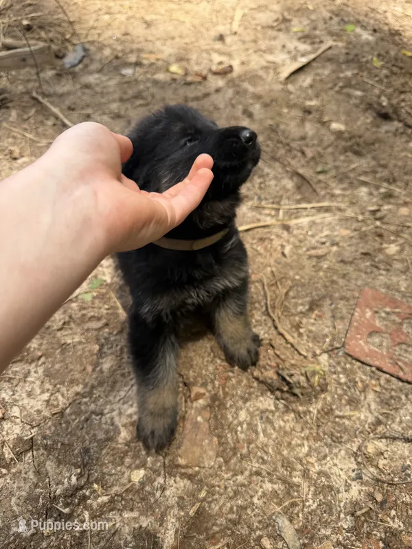 Grey male  – German Shepherd Dog puppy for sale in Wilkesboro, NC
