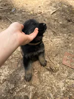 Grey male , a male German Shepherd Dog for sale in Wilkesboro, NC – 1 of 9