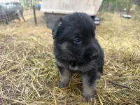 Pink female , a female German Shepherd Dog for sale in Wilkesboro, NC – 2 of 5
