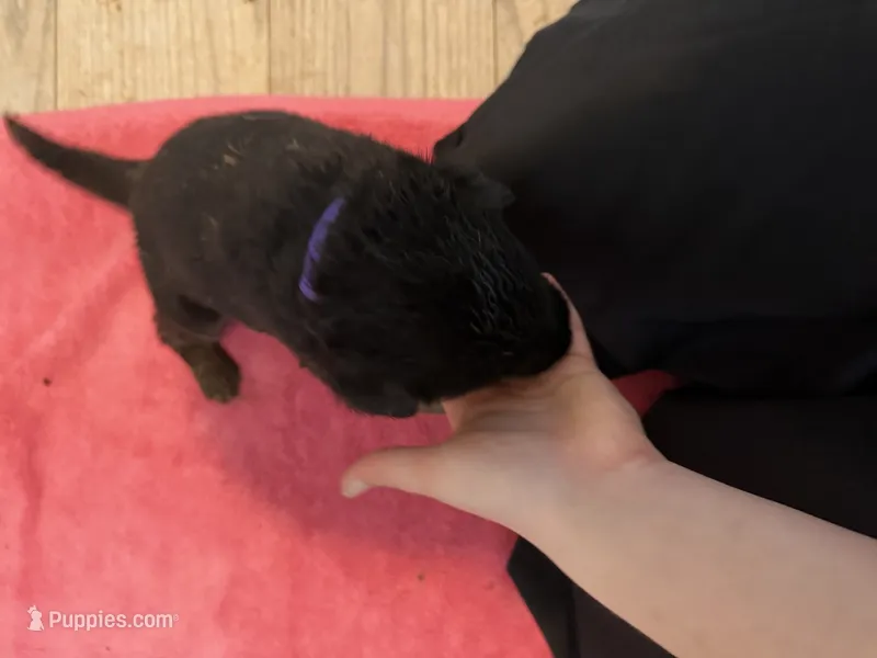 Purple color – German Shepherd Dog puppy for sale in Wilkesboro, NC