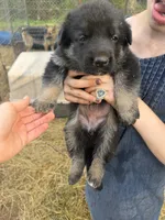 Pink female , a female German Shepherd Dog for sale in Wilkesboro, NC – 4 of 5