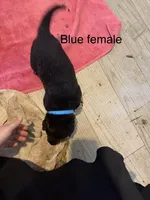 Blue female, a female German Shepherd Dog for sale in Wilkesboro, NC – 1 of 3
