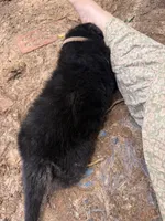 Grey male , a male German Shepherd Dog for sale in Wilkesboro, NC – 7 of 9