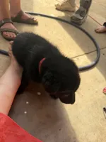 Gus , a male German Shepherd Dog for sale in Wilkesboro, NC – 3 of 4