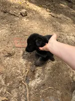 Grey male , a male German Shepherd Dog for sale in Wilkesboro, NC – 4 of 9