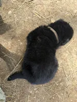 Grey male , a male German Shepherd Dog for sale in Wilkesboro, NC – 9 of 9