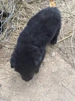Bear junoir.     Black color , a male German Shepherd Dog for sale in Wilkesboro, NC – 2 of 4