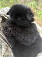 Bear junoir.     Black color , a male German Shepherd Dog for sale in Wilkesboro, NC – 3 of 4