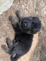 Grey male , a male German Shepherd Dog for sale in Wilkesboro, NC – 8 of 9