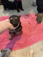 Blue female, a female German Shepherd Dog for sale in Wilkesboro, NC – 2 of 3