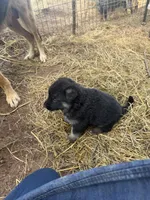 Pink female , a female German Shepherd Dog for sale in Wilkesboro, NC – 5 of 5
