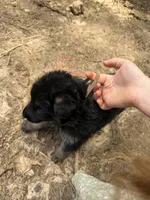 Grey male , a male German Shepherd Dog for sale in Wilkesboro, NC – 6 of 9