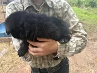 Bear junoir.     Black color , a male German Shepherd Dog for sale in Wilkesboro, NC – 4 of 4