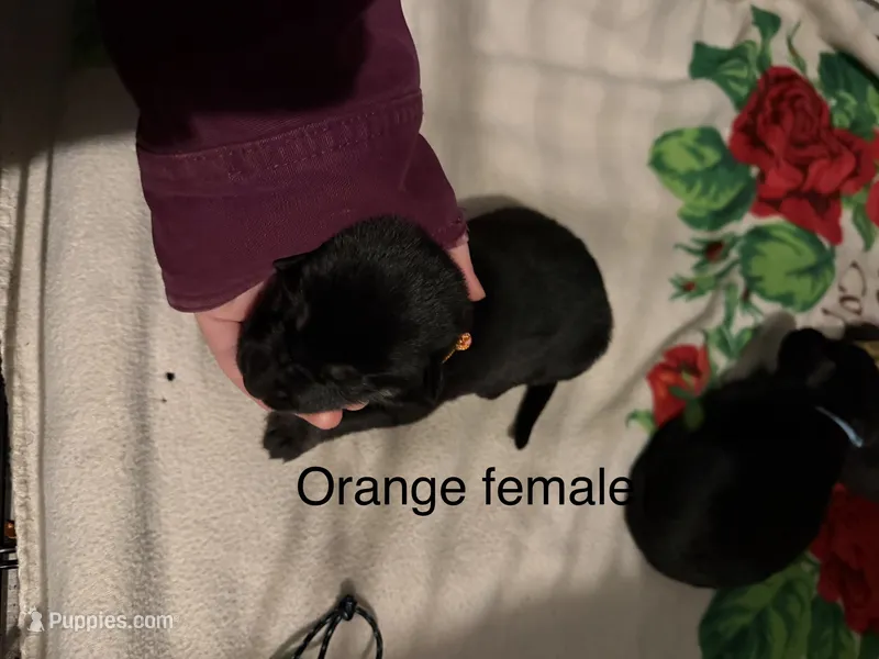 Orange female