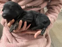 Blue male, a male German Shepherd Dog for sale in Wilkesboro, NC – Photo 2 of 2