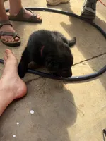 Gus , a male German Shepherd Dog for sale in Wilkesboro, NC – 2 of 4