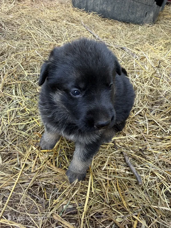 Pink female  – German Shepherd Dog puppy for sale in Wilkesboro, NC
