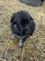 Pink female , a female German Shepherd Dog for sale in Wilkesboro, NC – 1 of 5