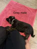 Purple color, a female German Shepherd Dog for sale in Wilkesboro, NC – 3 of 3