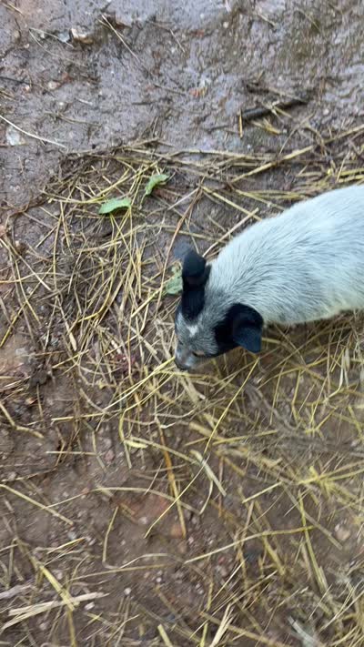 Male blue heeler, a male Australian Cattle Dog for sale in Wilkesboro, NC – 1 of 1