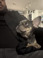 Twin, a female French Bulldog for sale in Burlington, NC – Photo 3 of 5