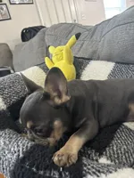 Twin, a female French Bulldog for sale in Burlington, NC – Photo 1 of 5