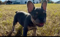 Twin, a female French Bulldog for sale in Burlington, NC – Photo 2 of 5