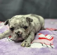 processed/51137f90-6c58-42ac-b968-6ab3b43ee255/listing/3b86e3db-ee6c-4c09-ac95-a56afaf5ca89/6080367e-0a90-4532-8f49-de7933127110