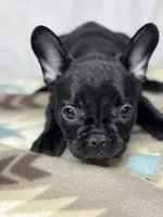 Pepper, a female French Bulldog for sale in Burlington, NC – Photo 3 of 4