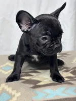 Pepper, a female French Bulldog for sale in Burlington, NC – Photo 4 of 4