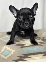 Pepper, a female French Bulldog for sale in Burlington, NC – Photo 2 of 4