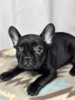 Pepper, a female French Bulldog for sale in Burlington, NC – Photo 1 of 4