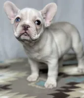 Pearl, a female French Bulldog for sale in Burlington, NC – Photo 1 of 4