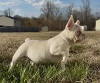 Pearl, a female French Bulldog for sale in Burlington, NC – Photo 5 of 5