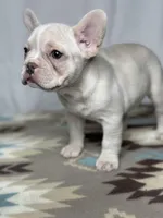 Pearl, a female French Bulldog for sale in Burlington, NC – Photo 4 of 4