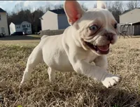 Pearl, a female French Bulldog for sale in Burlington, NC – Photo 3 of 5