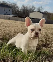 Pearl, a female French Bulldog for sale in Burlington, NC – Photo 2 of 5
