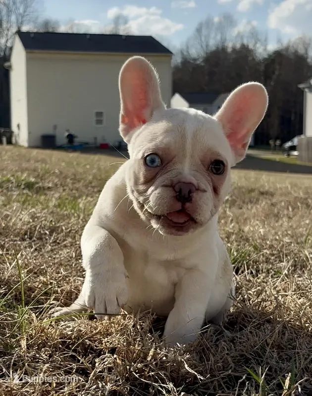 Pearl – French Bulldog puppy for sale in Burlington, NC