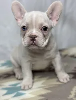 Pearl, a female French Bulldog for sale in Burlington, NC – Photo 3 of 4