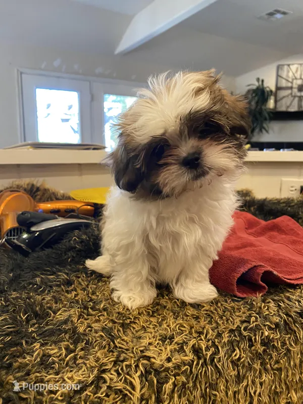 ZOE – Mal Shi puppy for sale in Guthrie, OK