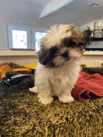 ZOE, a female Morkie for sale in Guthrie, OK – 1 of 1