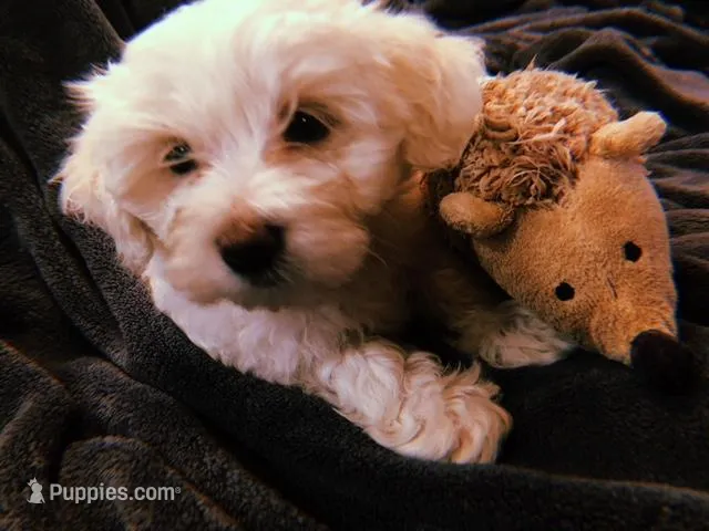 PEEWEEKING – Mal Shi puppy for sale in Guthrie, OK